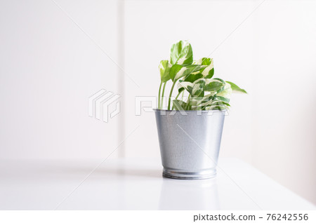 Beautiful house green plants on shelf interior design of living room,Cozy home Beautiful house green plants on shelf interior design of living room,Cozy home 76242556