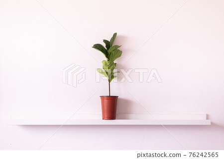 Beautiful Fiddle-leaf fig plants on shelf interior design of living room,Cozy home Beautiful Fiddle-leaf fig plants on shelf interior design of living room,Cozy home 76242565