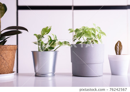 Beautiful house plants on table interior design of living room,Cozy home Beautiful house plants on table interior design of living room,Cozy home 76242567