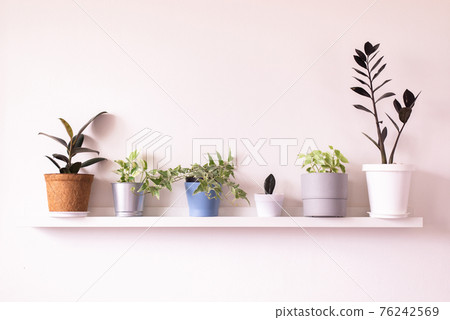 Beautiful house plants on table interior design of living room,Cozy home 76242569