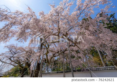 醍醐寺 醍醐寺 76242621