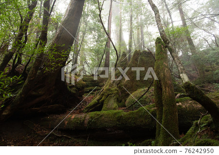 屋久島寂靜森林 76242950