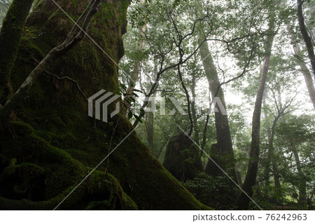 屋久島寂靜森林 76242963