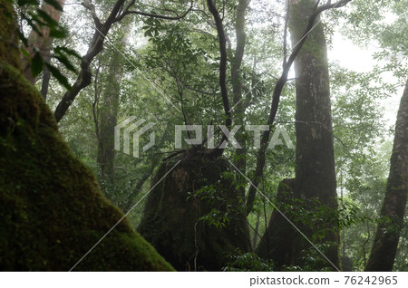 屋久島寂靜森林 76242965