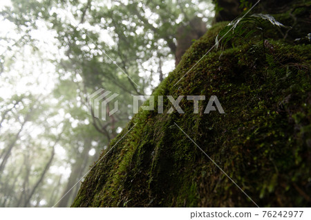 屋久島寂靜森林 76242977