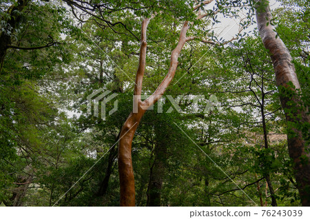 Yakushima Silence Forest Yakushima Silence Forest 76243039