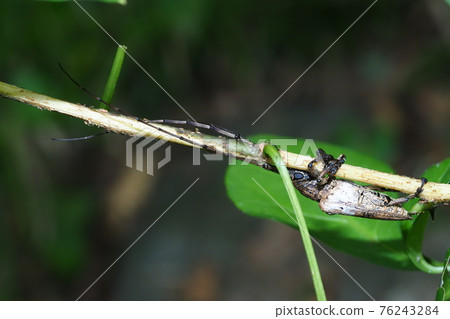 Longhorn beetle perching on a branch of a longhorn beetle Longhorn beetle perching on a branch of a longhorn beetle 76243284