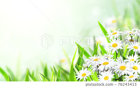 Sunny summer background with Chamomile flowers Sunny summer background with Chamomile flowers 76243413