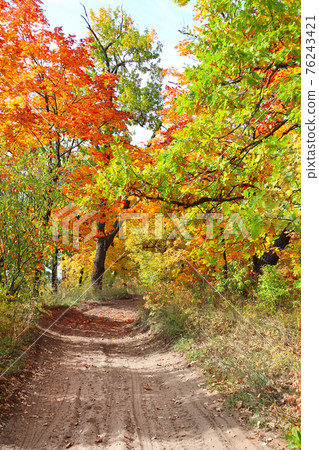 Road in autumn forest Road in autumn forest 76243421