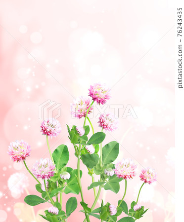 Wild red clover (Trifolium pratense) on sunny nature spring background 76243435