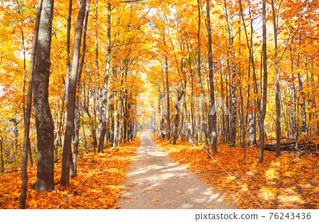 Road in autumn forest 76243436