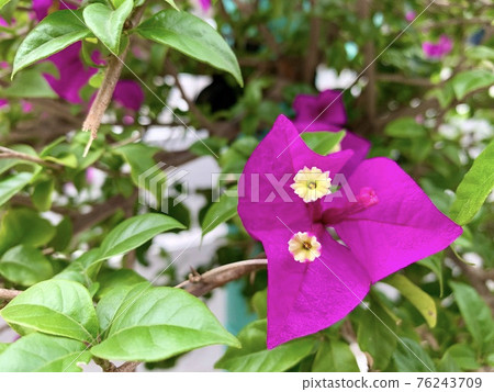 九重葛開花 / 九重葛 76243709