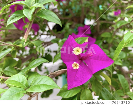 九重葛開花 / 九重葛 76243710