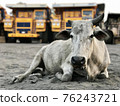 Indian cow lies on the sand against the backdrop of giant dump trucks 76243721