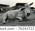 Indian cow lies on the sand against the backdrop of giant dump trucks 76243722