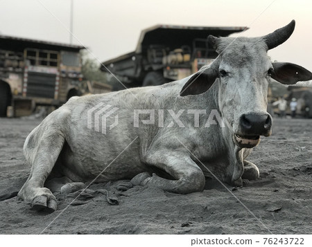 Indian cow lies on the sand against the backdrop of giant dump trucks 76243722