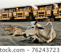 Indian cow lies on the sand against the backdrop of giant dump trucks 76243723