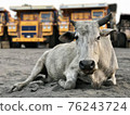 Indian cow lies on the sand against the backdrop of giant dump trucks 76243724