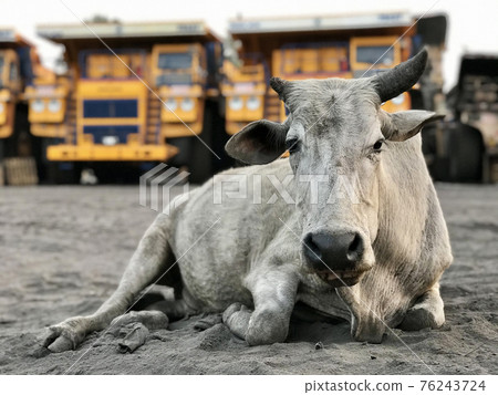 Indian cow lies on the sand against the backdrop of giant dump trucks 76243724