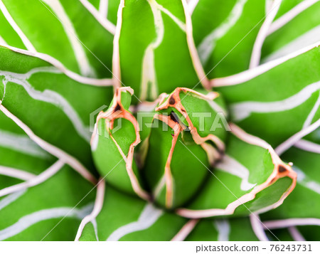 Succulent plant close-up, fresh leaves detail of Agave victoriae reginae Succulent plant close-up, fresh leaves detail of Agave victoriae reginae 76243731