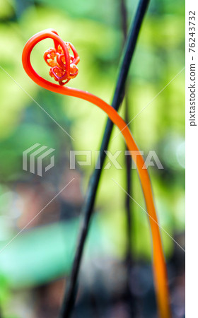 Stems and leaves of the bright red color of fern Stems and leaves of the bright red color of fern 76243732