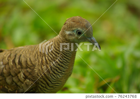 Zebra Dove Zebra Dove 76243768