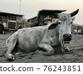 Indian cow lies on the sand against the backdrop of giant dump trucks 76243851