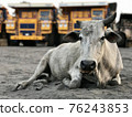 Indian cow lies on the sand against the backdrop of giant dump trucks 76243853
