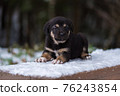 Shepherd puppy sitting on a snow bench 76243854