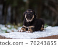 Shepherd puppy sitting on a snow bench 76243855