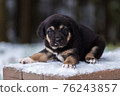 Shepherd puppy sitting on a snow bench 76243857