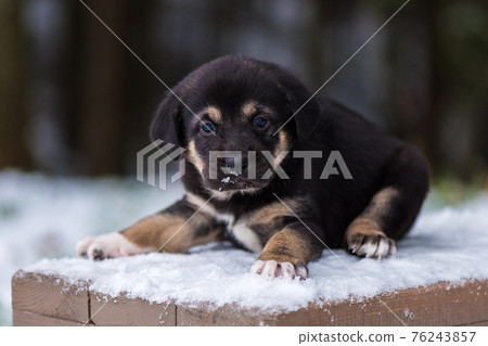 Shepherd puppy sitting on a snow bench 76243857