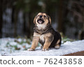 Shepherd puppy sitting on a snow bench 76243858