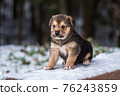Shepherd puppy sitting on a snow bench 76243859