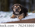 Shepherd puppy sitting on a snow bench 76243860
