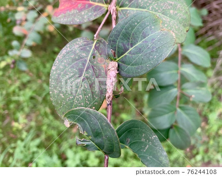 Something like a bagworm hangs on a tree branch / The insect Something like a bagworm hangs on a tree branch / The insect 76244108