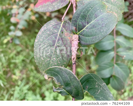 像絛蟲一樣掛在樹枝上的東西/昆蟲 像絛蟲一樣掛在樹枝上的東西/昆蟲 76244109