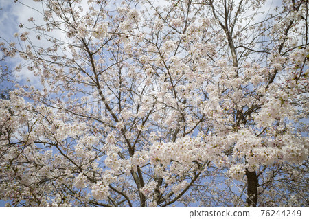 Cherry blossoms in full bloom in Utsubuki Park (Kurayoshi City, Tottori Prefecture) 76244249