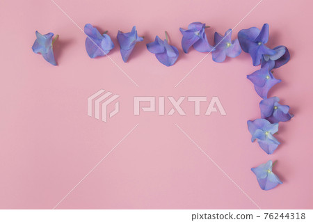 Flat lay with hydrangea or hortensia blue-purple petals on pink background Flat lay with hydrangea or hortensia blue-purple petals on pink background 76244318