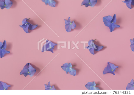 Flat lay with hydrangea or hortensia blue-purple petals on pink background Flat lay with hydrangea or hortensia blue-purple petals on pink background 76244321