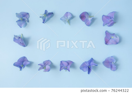 Flat lay with hydrangea or hortensia blue-purple petals, pastel blue background Flat lay with hydrangea or hortensia blue-purple petals, pastel blue background 76244322