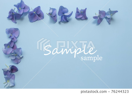 Flat lay with hydrangea or hortensia blue-purple petals, pastel blue background Flat lay with hydrangea or hortensia blue-purple petals, pastel blue background 76244323
