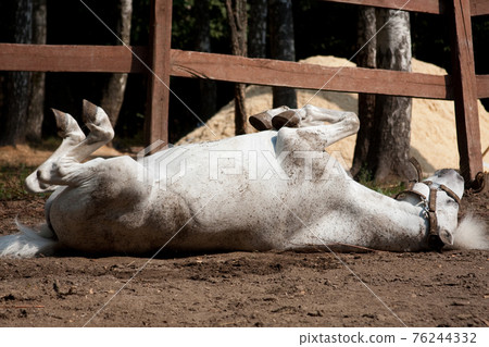White pony lying on the ground in a paddock in the summer 76244332