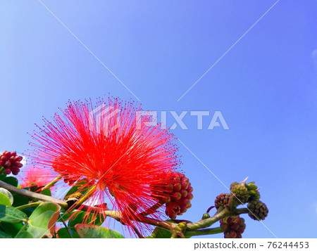 Brilliant Calliandra flowers resembling Albizia japonica Brilliant Calliandra flowers resembling Albizia japonica 76244453