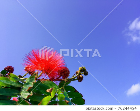 Brilliant Calliandra flowers resembling Albizia japonica 76244454