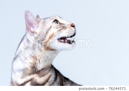 Silver Bengal Cat in studio Silver Bengal Cat in studio 76244571