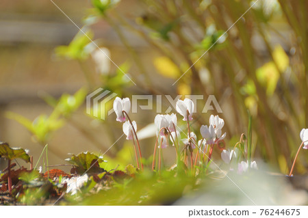 野生仙客來 76244675