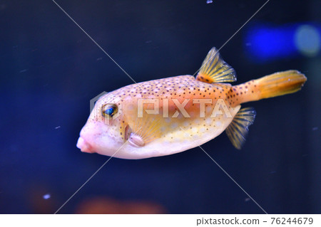 Boxfish swimming in the aquarium Boxfish swimming in the aquarium 76244679