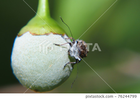 Styrax japonicus (male) 76244799