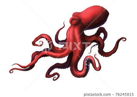 Octopus red large with long tentacles and suckers illustration realism isolate. 76245015